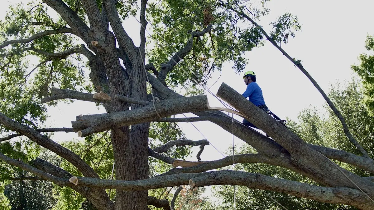 Professional Hazardous Tree Removal performed by certified arborists in Opelika