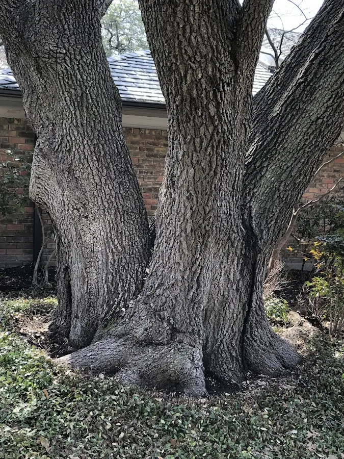 Mature heritage tree close to a Opelika property cared for by certified arborists